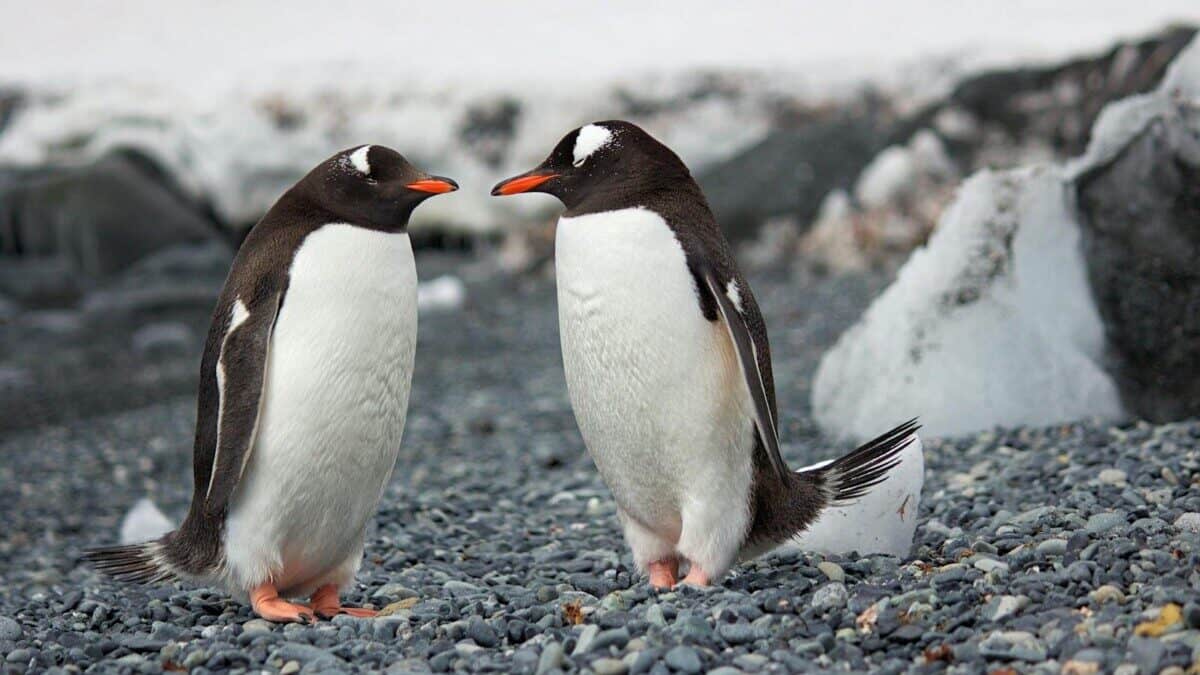 Two Gentoo penguins standing on a rocky Antarctic shore amidst icy surroundings.