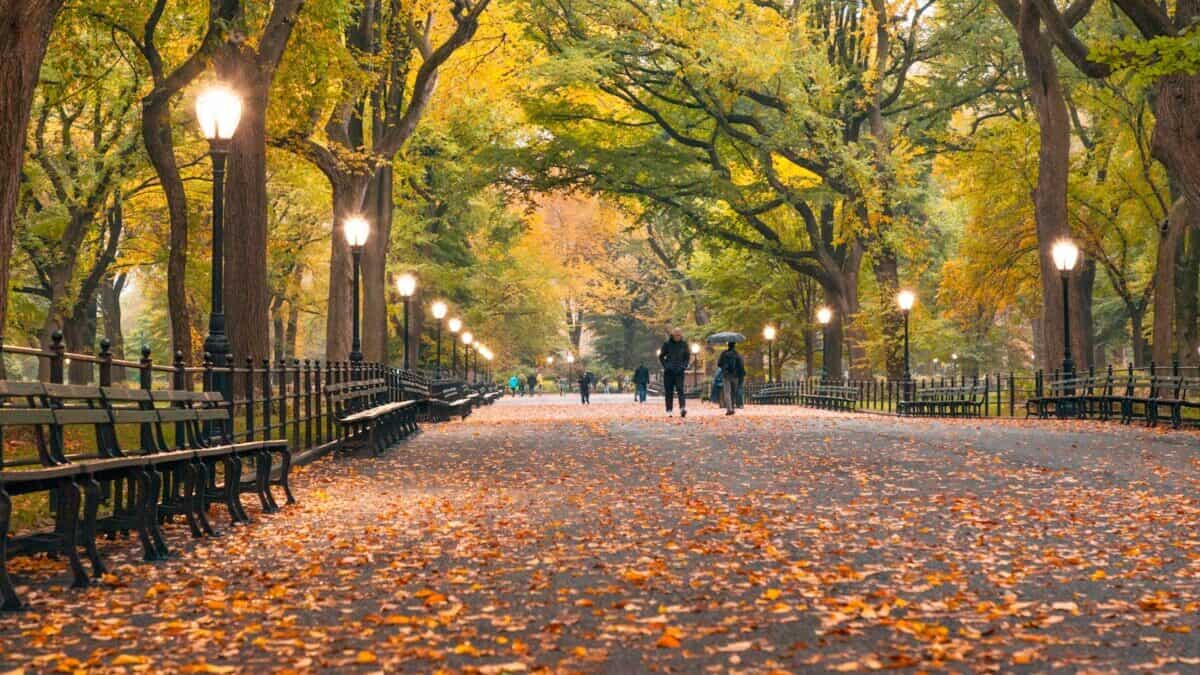 people in park, Central Park NYC
