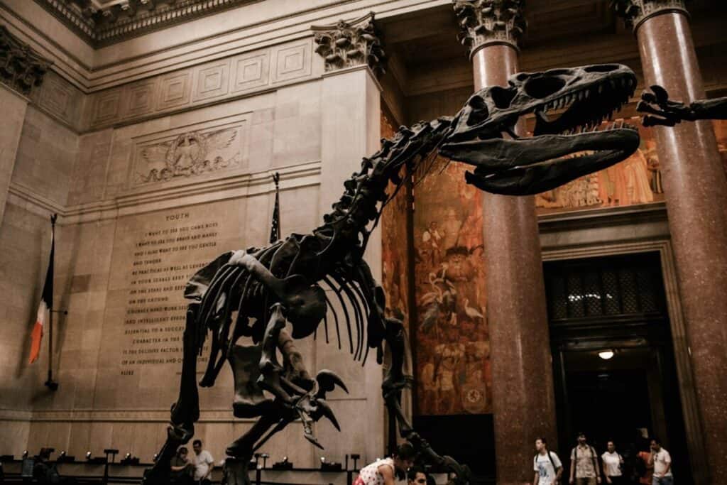 person watching dinosaur fossil in museum | American Museum of Natural History NYC | kid-friendly museums