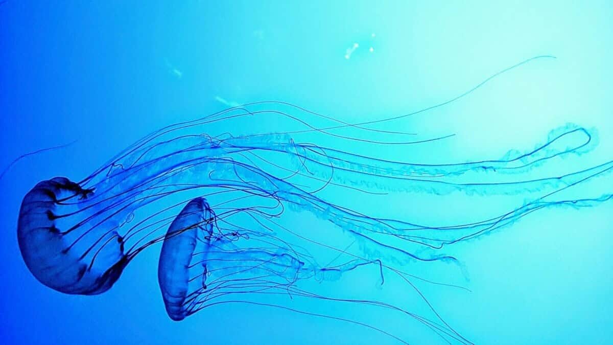 photo of two jelly fish