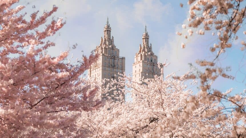 Cherry blossoms Central Park NYC | a large building with a clock tower in the background