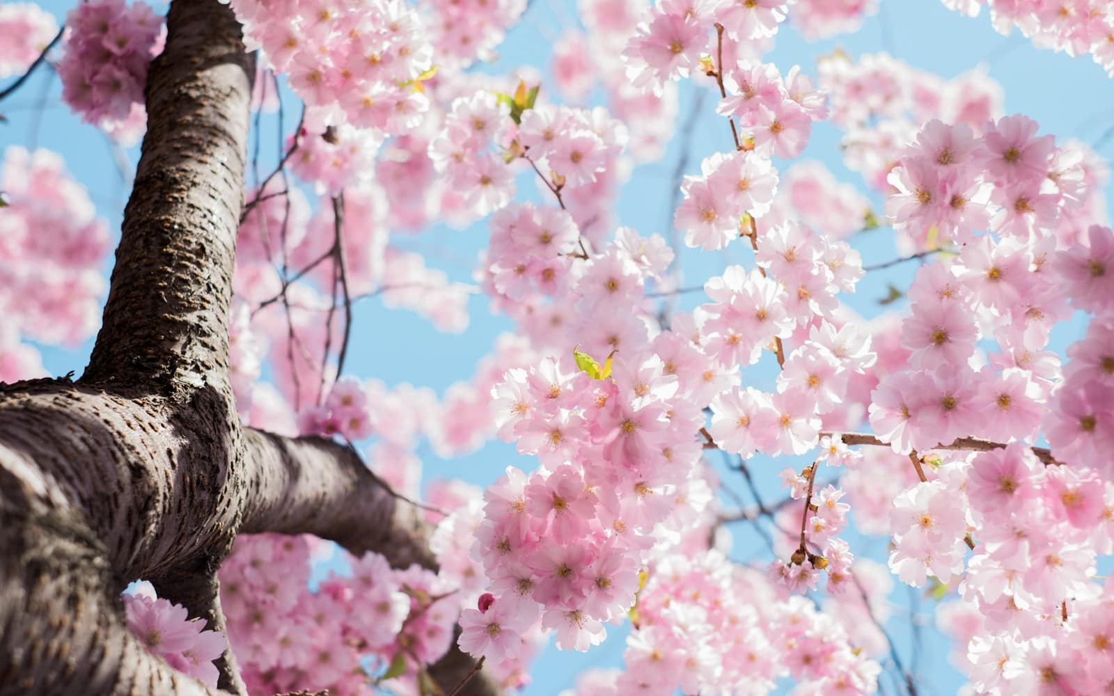 The Best Spots to See Cherry Blossoms in NYC