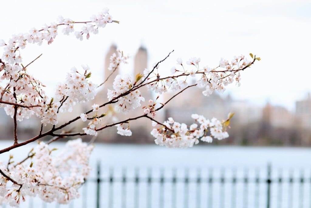 Central Park in the springtime | a tree with white flowers in front of a body of water